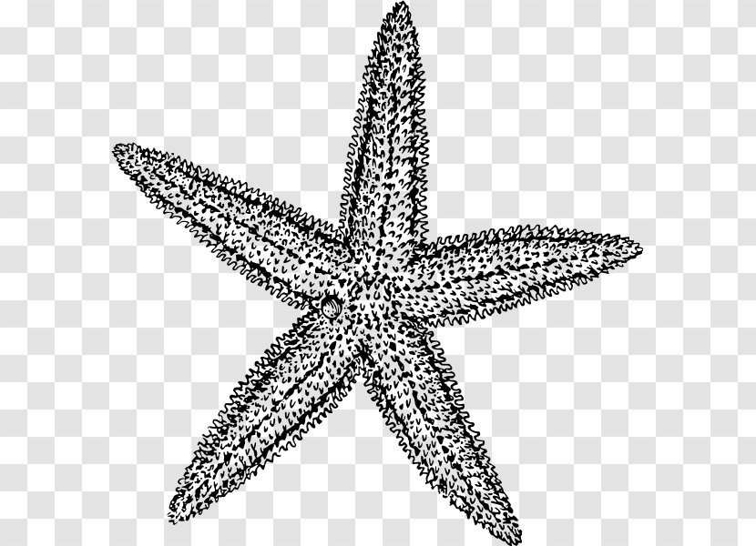 Starfish Drawing Clip Art - Organism Transparent PNG