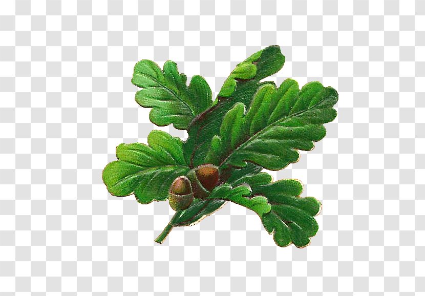 White Oak English Quercus Nigra Acorn Leaf - Botanical Transparent PNG