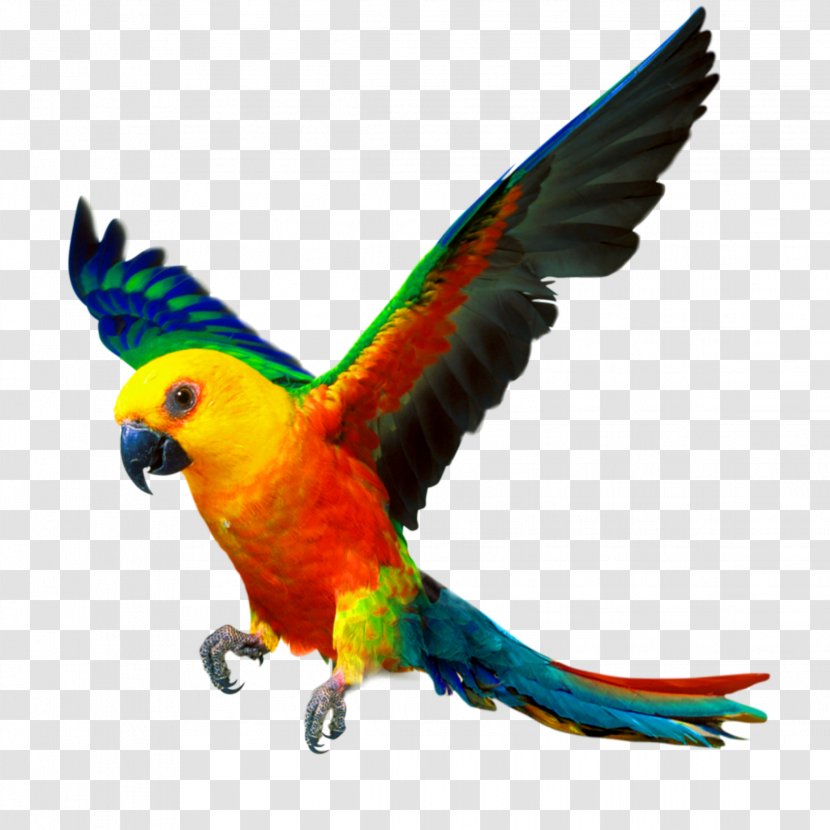 Cockatiel Parrot Bird Budgerigar Pet - Beak Transparent PNG