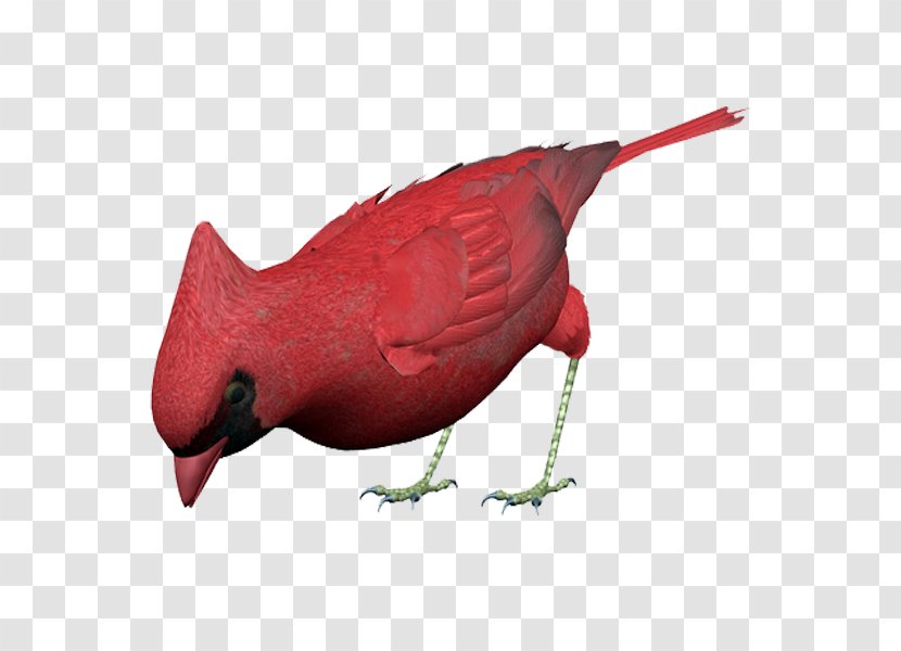 Beak Bird Blog Fauna - Red Transparent PNG