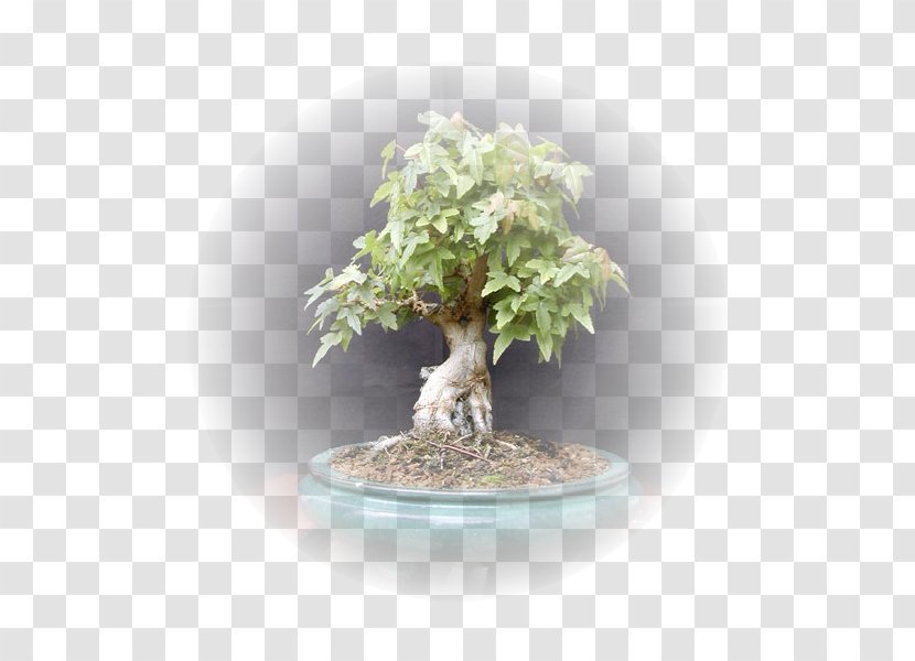 Sageretia Theezans Bonsai Chinese Elm Zelkova Carpinifolia - Brush Pot Transparent PNG