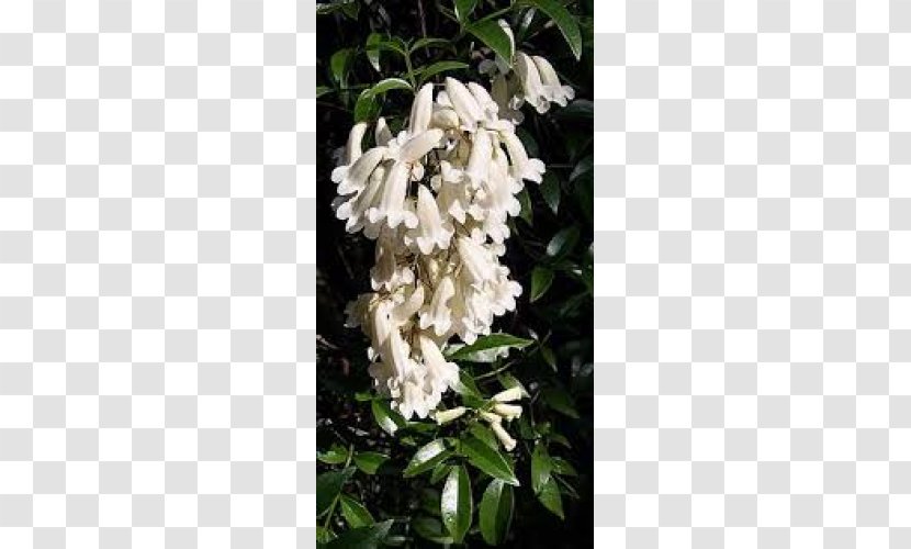Campsis Grandiflora Pandorea Pandorana Trumpet Vine Jasminoides - Species - Crepe Myrtles Transparent PNG