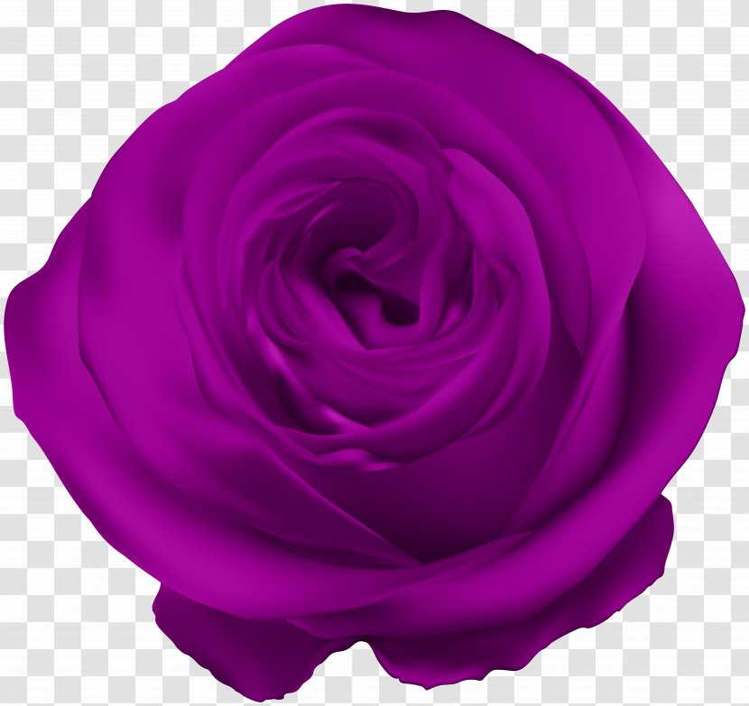 Garden Roses Centifolia Petal Violet - Rosa - Purple Rose Clip Art Transparent PNG