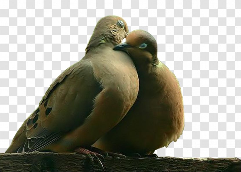 Bird Domestic Pigeon Owl Clip Art - Duck Transparent PNG