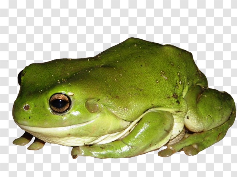 American Bullfrog Australian Green Tree Frog True - Amphibian Transparent PNG