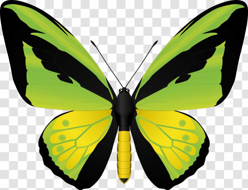 Butterfly Birdwing - Art Transparent PNG