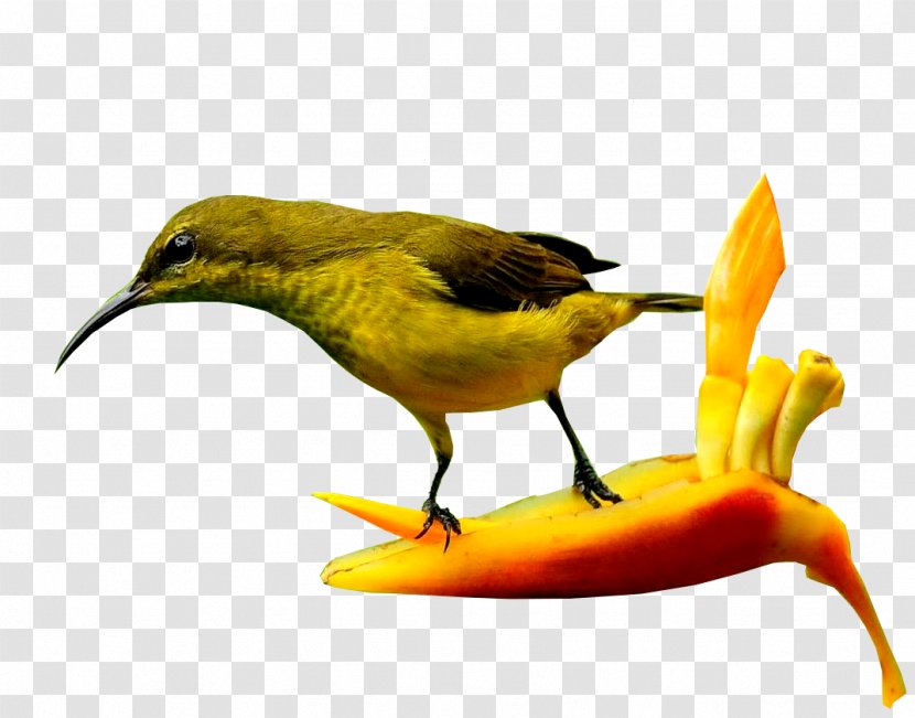Blog Beak Bird Three-letter Acronym - Fauna - Pinger Transparent PNG