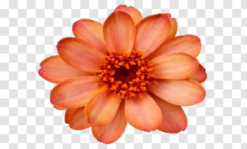Flower Orange Desktop Wallpaper Clip Art - Chrysanthemum - Creative Transparent PNG