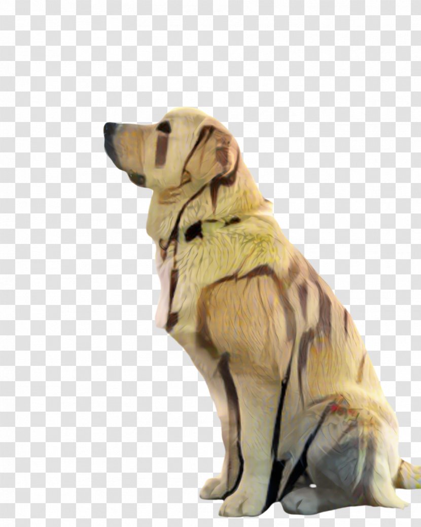 Golden Retriever Background - Labrador - Fawn Beige Transparent PNG