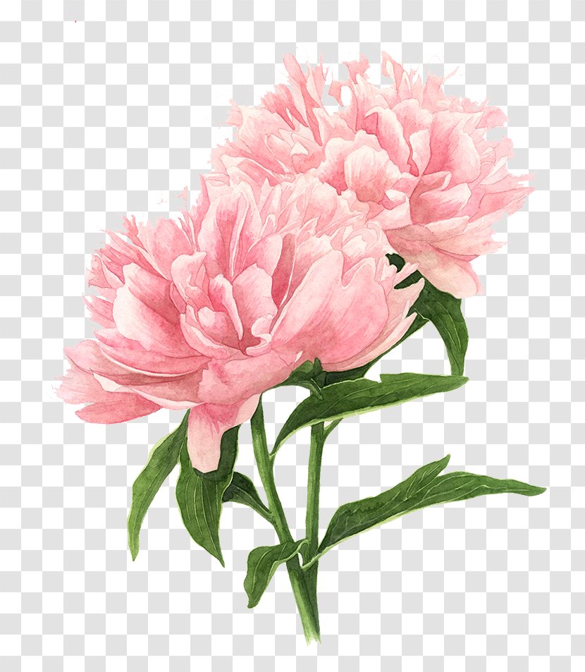 Flower Drawings Tree Peony Watercolor Painting - Flowering Plant Transparent PNG