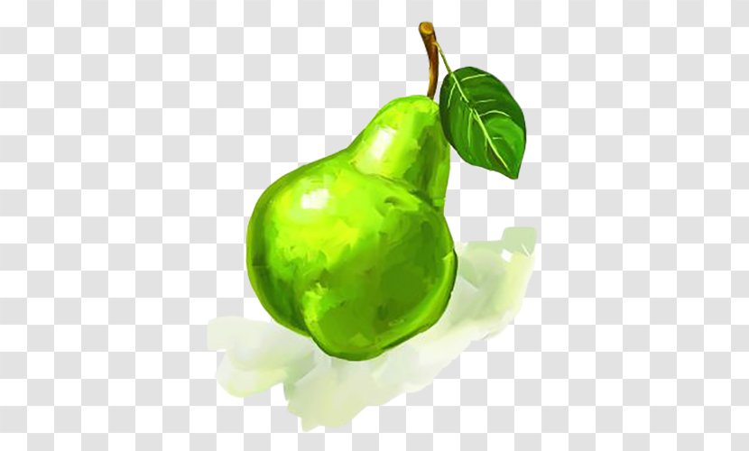 Watercolor Painting Auglis Oil Paint Illustration - Vegetable - Green Leaves With Sub Snow Pear Transparent PNG