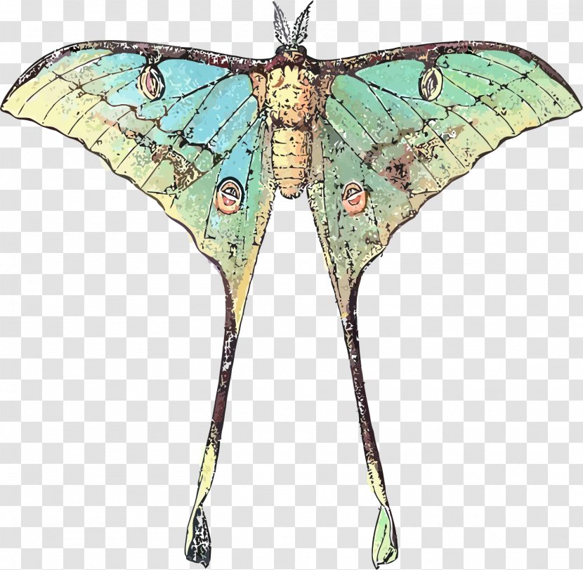 Butterfly Luna Moth Comet Insect Transparent PNG