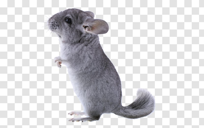 Long-tailed Chinchilla Rodent Short-tailed Domestic Pet - Animal - Cages Transparent PNG