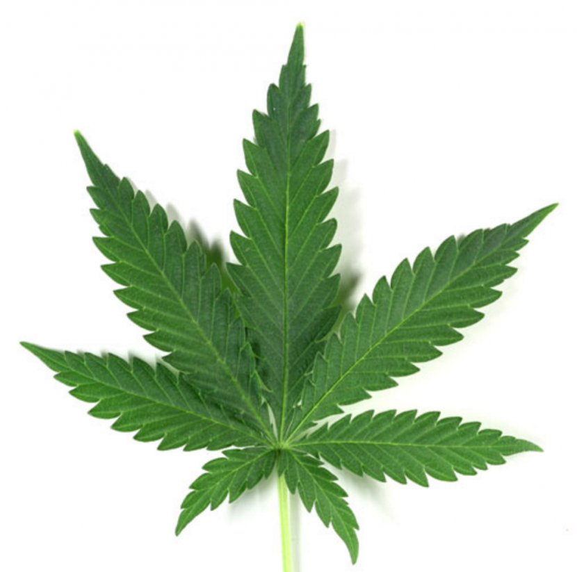 Cannabis Cup Sativa Medical - Legalization Transparent PNG