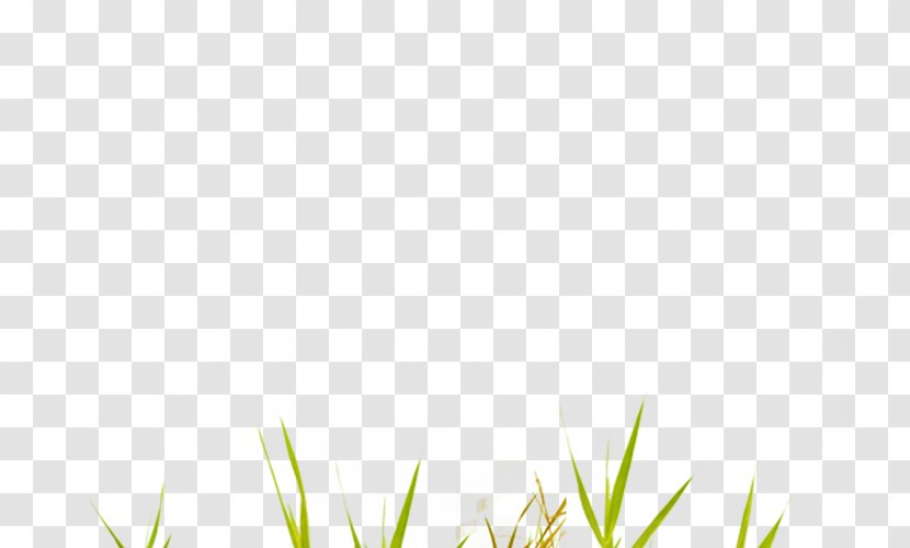Area Pattern - Rectangle - Creative Green Grass Transparent PNG