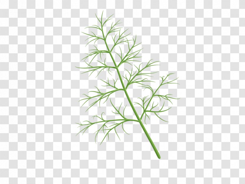 Herb Vector Graphics Illustration Image - Dill - Transparency And Translucency Transparent PNG