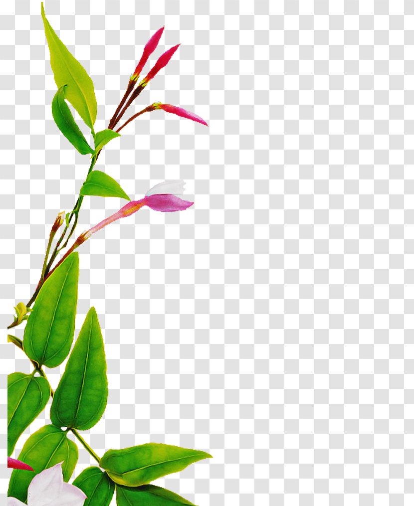 Flower Plant Leaf Branch Stem - Bud Twig Transparent PNG