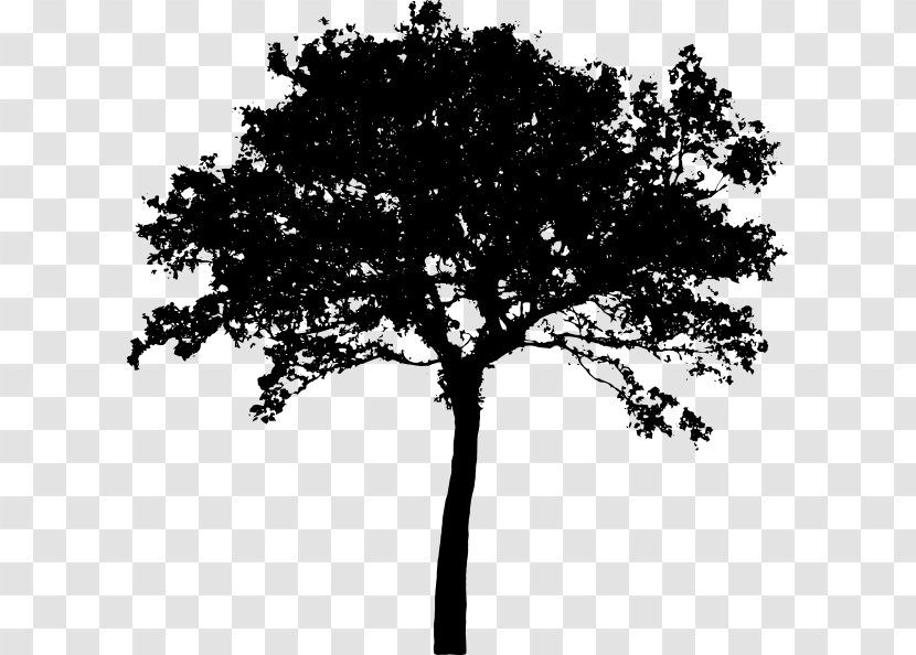 Tree Silhouette Clip Art - Woody Plant - Trees Transparent PNG