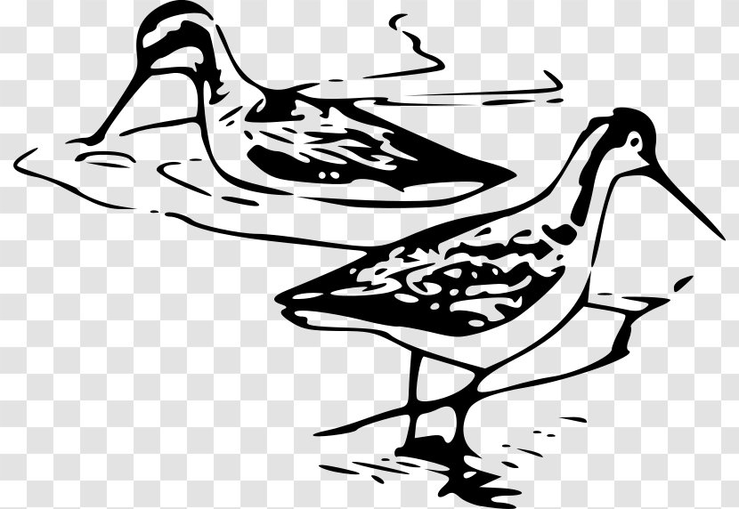 Bird Line Drawing - Water Blackandwhite Transparent PNG