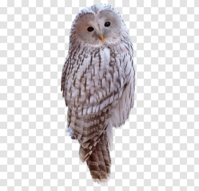 Great Grey Owl Clip Art - Feather Transparent PNG