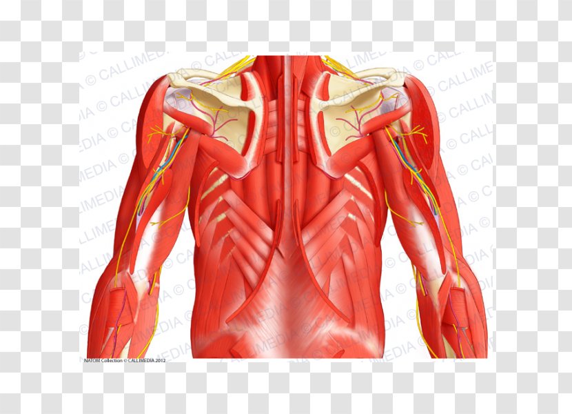 Serratus Posterior Superior Muscle Abdomen Inferior Pelvis - Cartoon - Anatomy Transparent PNG