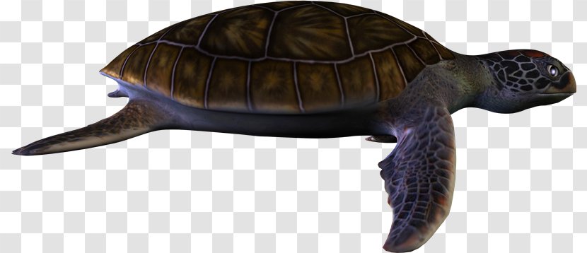 Box Turtles Tortoise Common Snapping Turtle - Terrestrial Animal - Tortuga Transparent PNG