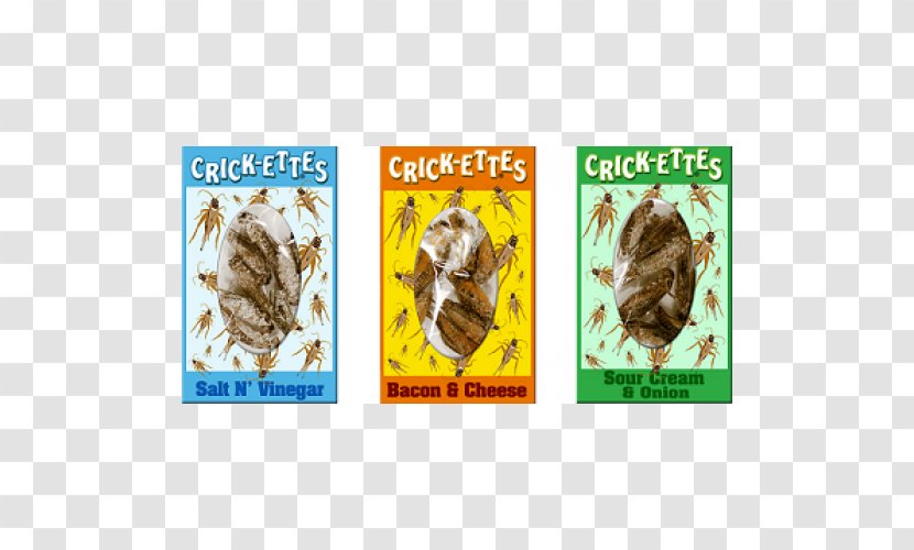 Insect Cricket Flour Food Lollipop - Eating Transparent PNG