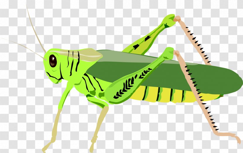 The Ant And Grasshopper Clip Art - Invertebrate - Blt Cliparts Transparent PNG