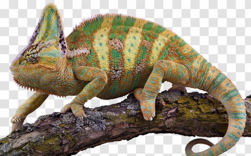 Veiled Chameleon Lizard Veterinarian Pet - Reptile Transparent PNG