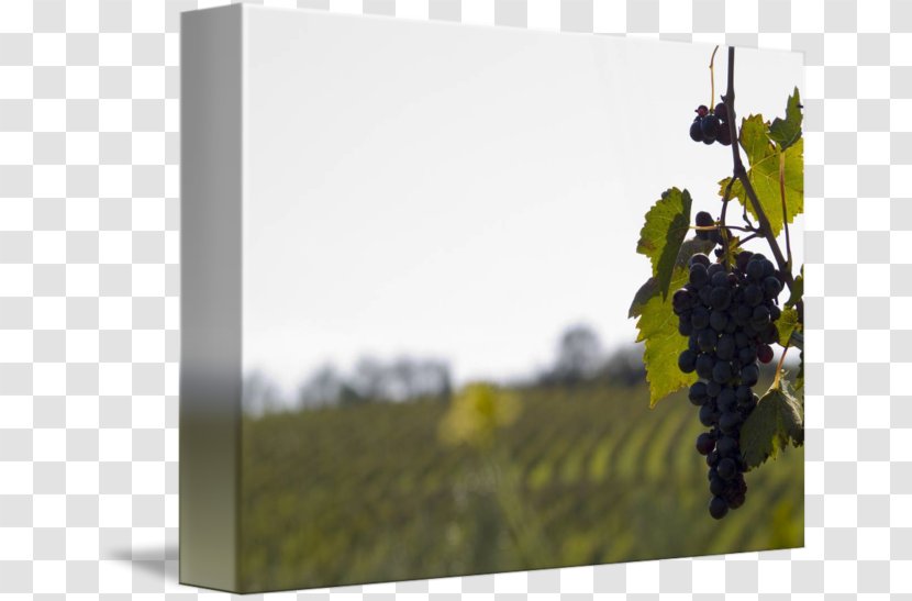 Common Grape Vine Wine Gallery Wrap Canvas - Printmaking Transparent PNG