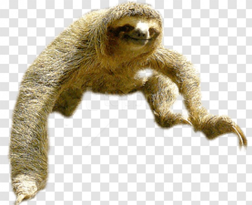 Sloth Clip Art Image Vector Graphics - Terrestrial Animal - Maned Transparent PNG