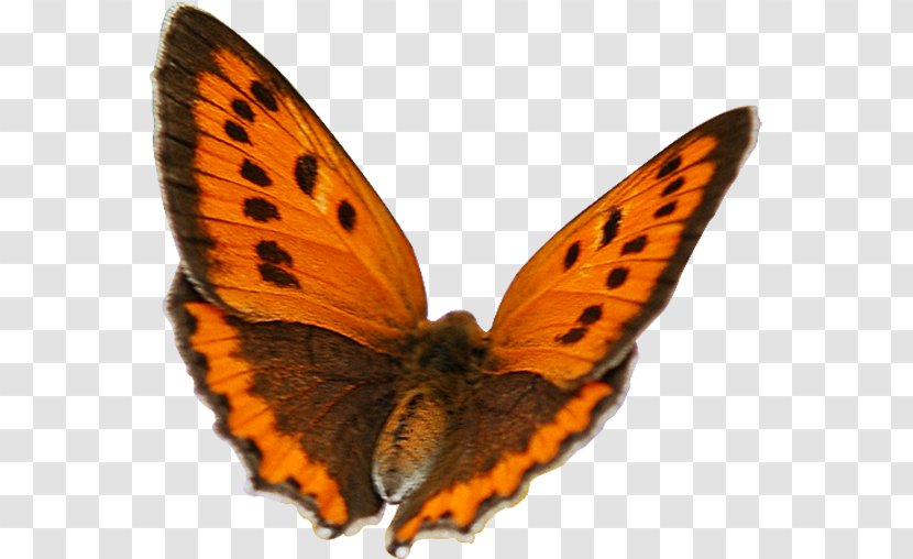 Moth Quotation LiveInternet Clip Art - City - Pollinator Transparent PNG