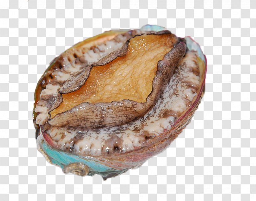 Dalian Seafood Speciality Haliotis Diversicolor Buddha Jumps Over The Wall Sea Cucumber As Food - Seashell - Live Frozen Abalone Transparent PNG