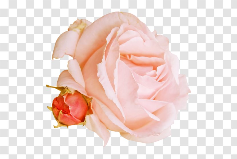 Garden Roses Cabbage Rose Cut Flowers Petal - Animal Fat - Peach Transparent PNG