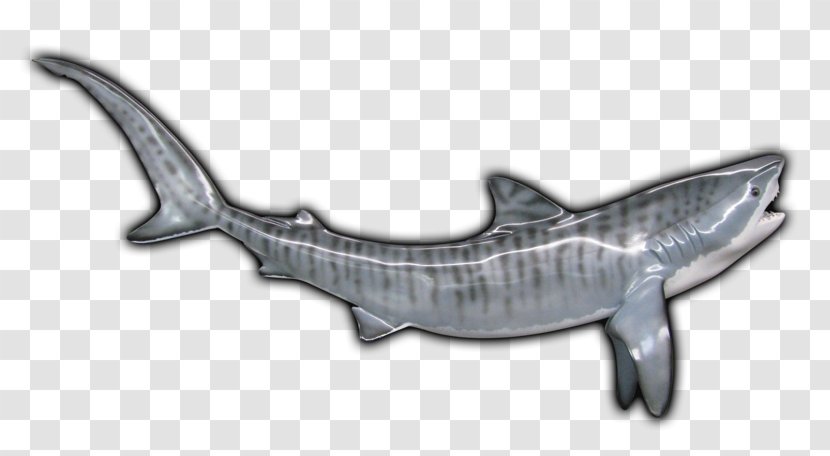 Tiger Shark Requiem Sharks Marine Mammal Transparent PNG