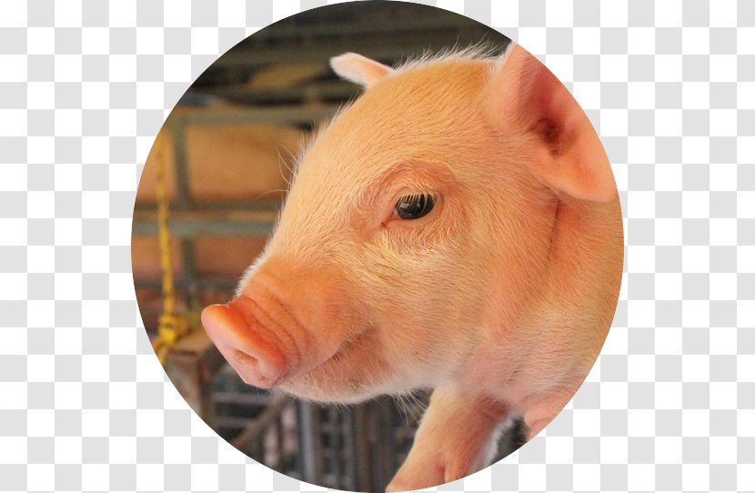 Domestic Pig Pig's Ear Pork Food - Sheep Transparent PNG