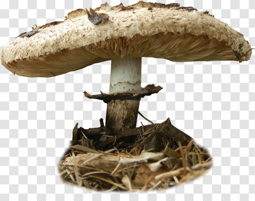 Stock Photography Edible Mushroom DeviantArt - Toadstools Transparent PNG