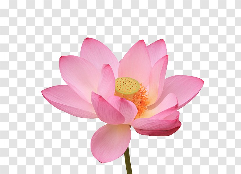 Nelumbo Nucifera Water Lily Photography Flower - Petal - Lotus Pictures Transparent PNG