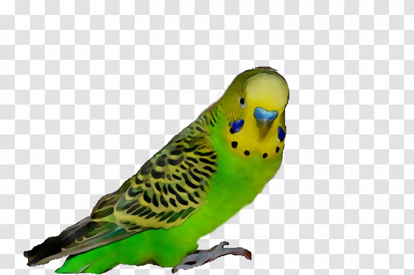 Parakeet Feather Pet Beak Fauna - Parrot Transparent PNG