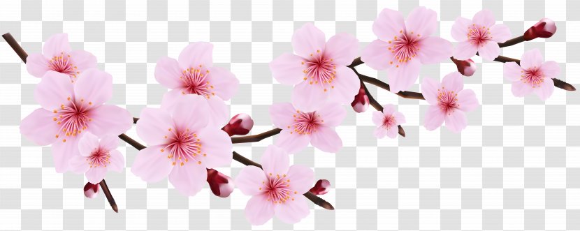 Cherry Blossom Pink Blossoms Resorts Icon - Petal - Spring Twig Transparent Clip Art Image Transparent PNG