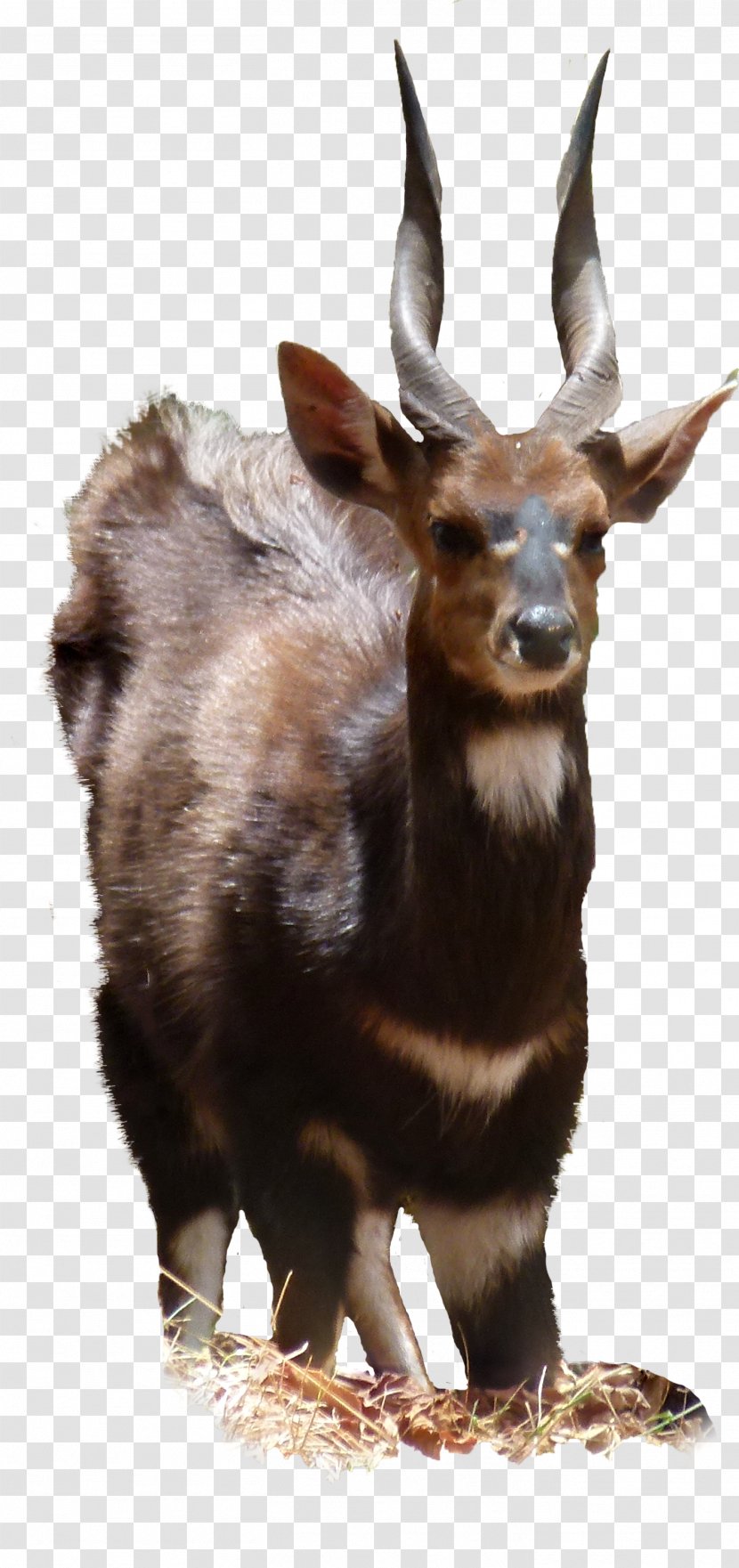 Moose Goat Fauna Wildlife Jeffrey Horn Transparent PNG