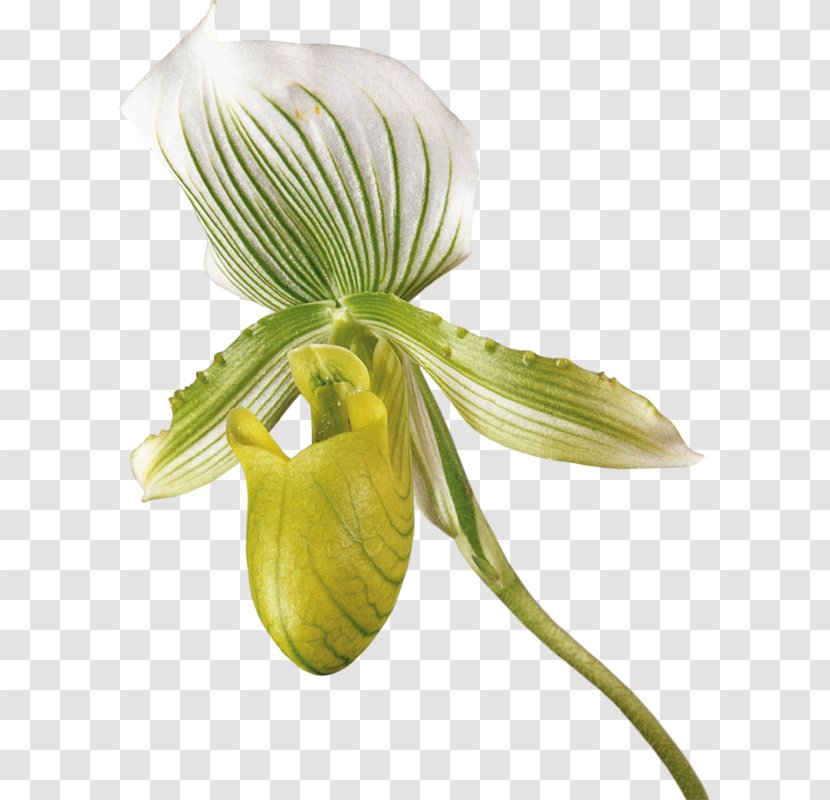 Lily Flower Cartoon - Orchids - Orchid Petal Transparent PNG