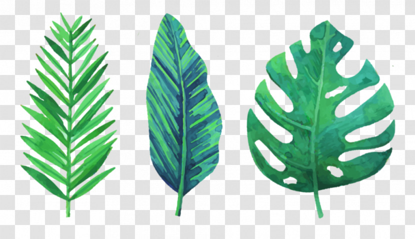 Fern Transparent PNG