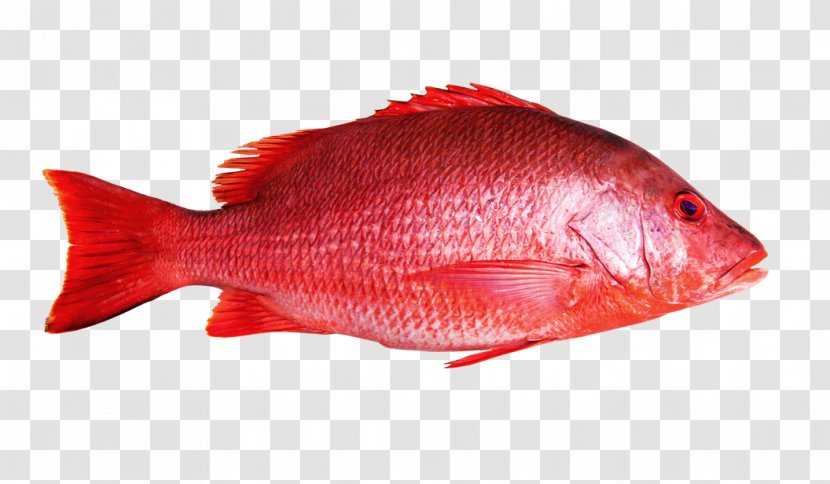 Northern Red Snapper Fish Maxima Seafood - Fishing Transparent PNG