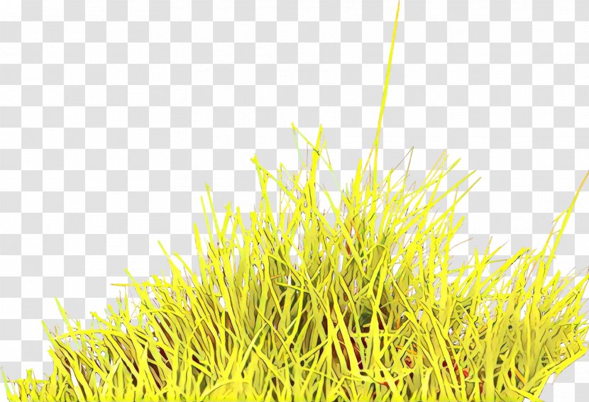 Grass Cartoon - Grasses - Family Plant Transparent PNG