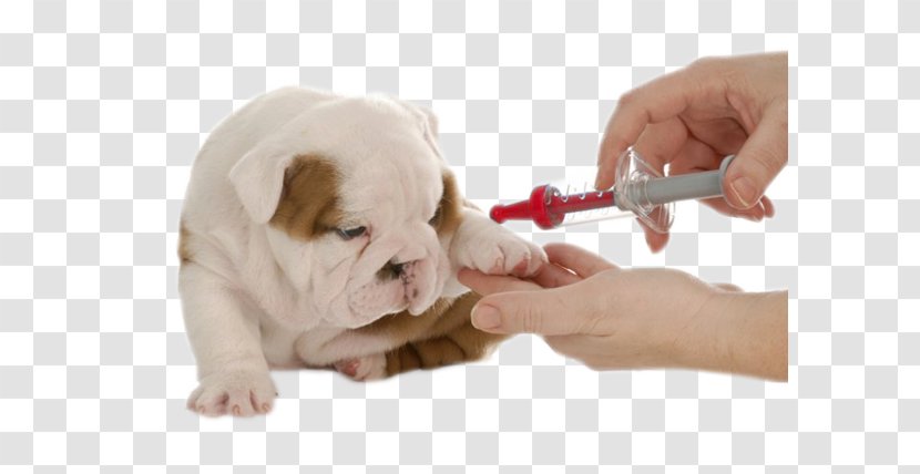 Bulldog Puppy Cat Rabies Vaccine Pet - Snout Transparent PNG