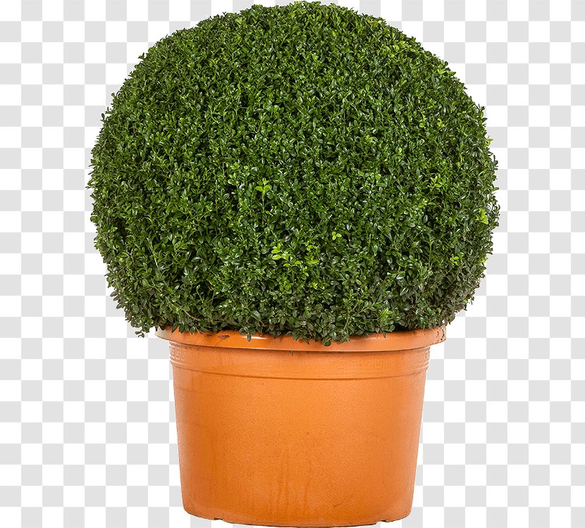 Shrub Evergreen Tree Flowerpot Herb Transparent PNG