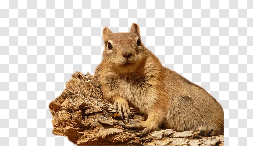 Golden-mantled Ground Squirrel Grizzly Paper Rodent - Gift Transparent PNG