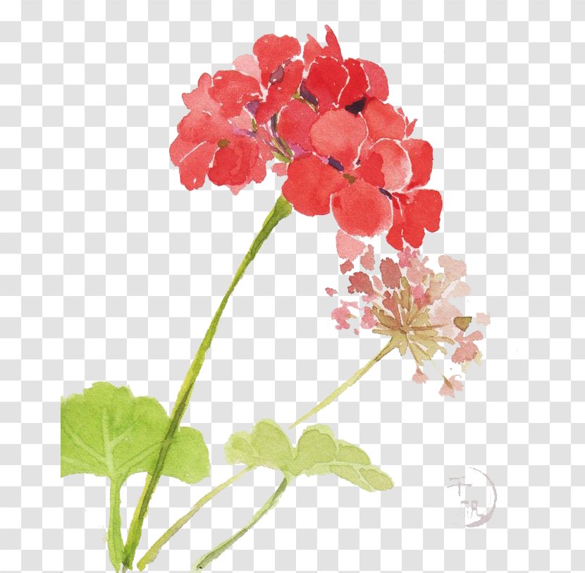 Watercolor Flowers - Flora - Pink Family Transparent PNG