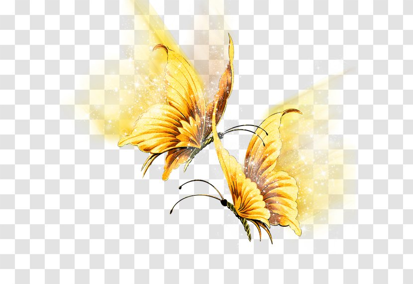 Butterfly Birthday Idea Insect - Petal Transparent PNG